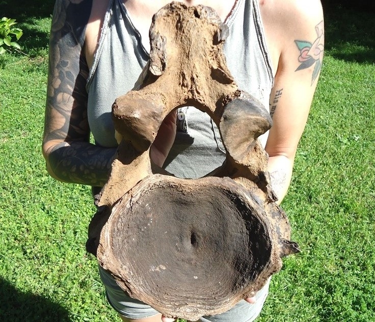 Large image 1 The Finest Mastodon Axis Vertebra from Leisey Shell Pit
