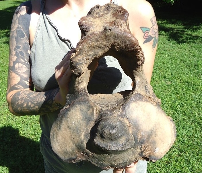 Large image 2 The Finest Mastodon Axis Vertebra from Leisey Shell Pit
