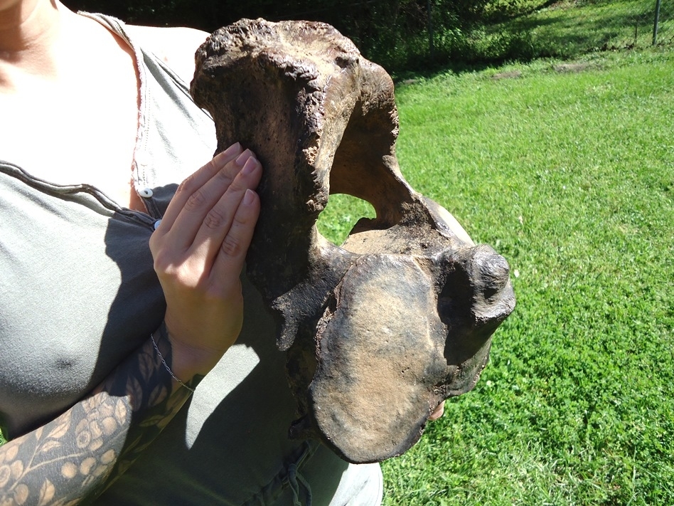 Large image 3 The Finest Mastodon Axis Vertebra from Leisey Shell Pit