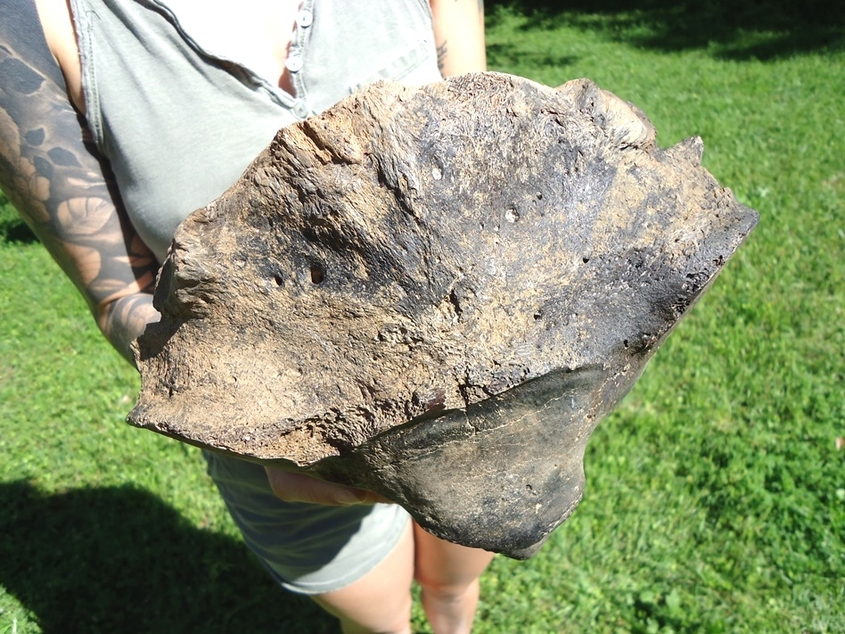 Large image 4 The Finest Mastodon Axis Vertebra from Leisey Shell Pit