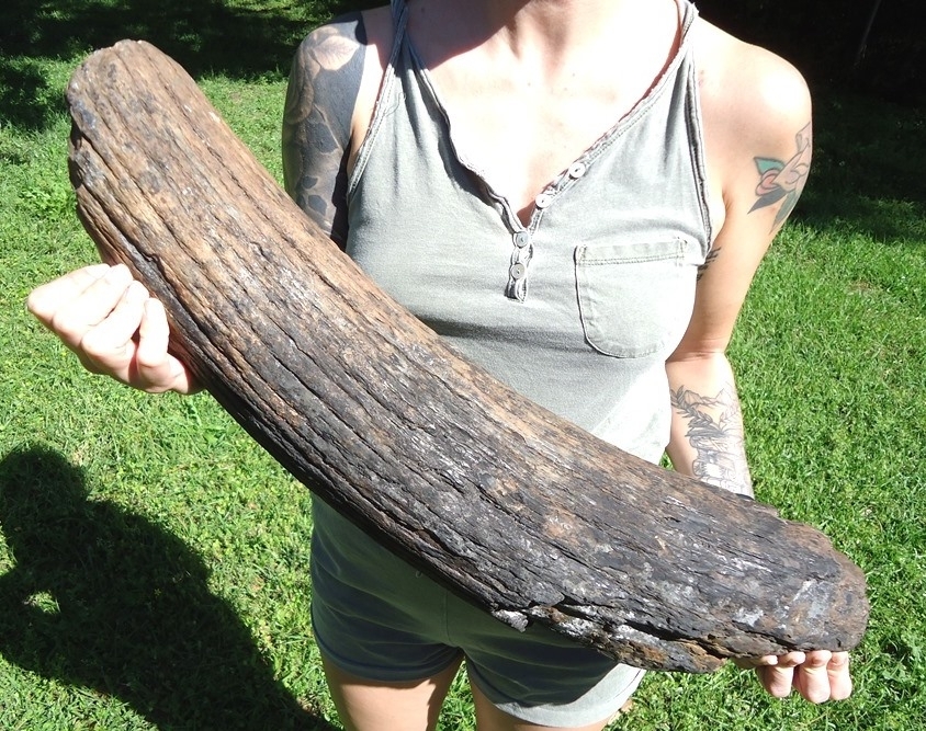 Large image 2 Huge Mastodon Tusk Tip Section