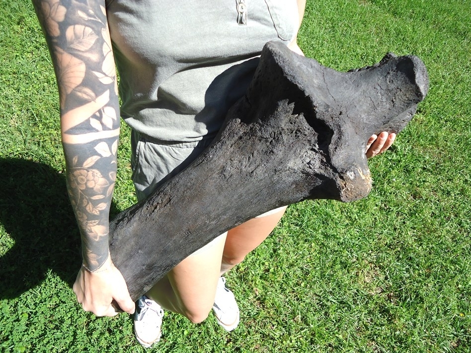 Large image 1 Colossal Mastodon Ulna