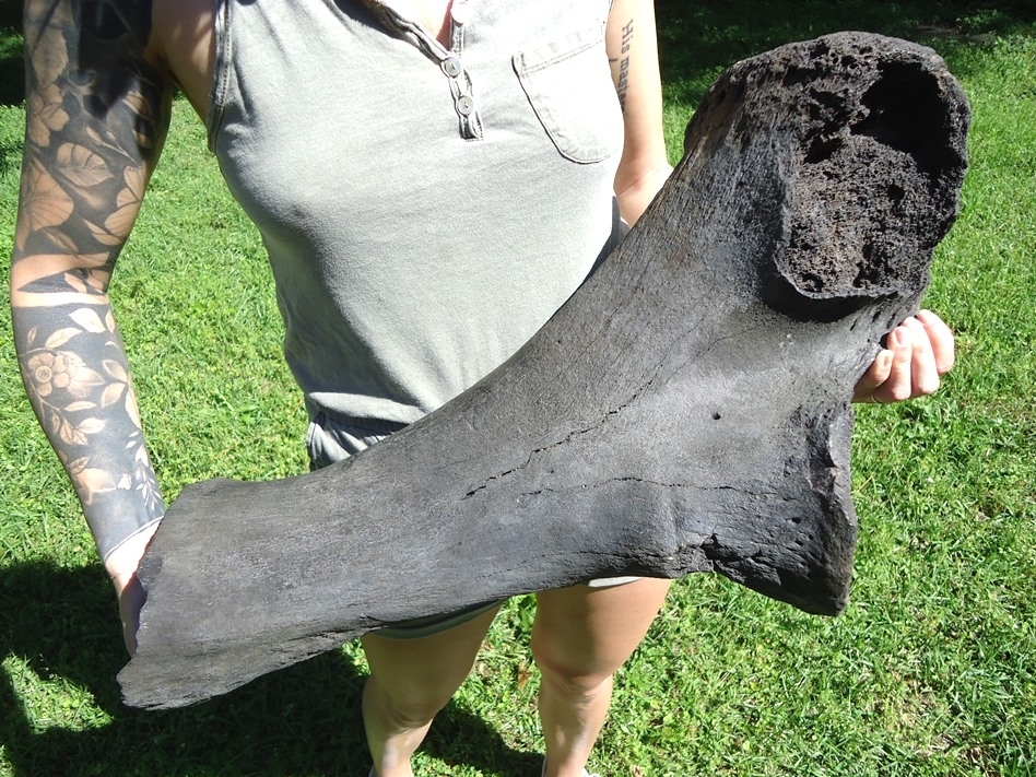 Large image 3 Colossal Mastodon Ulna