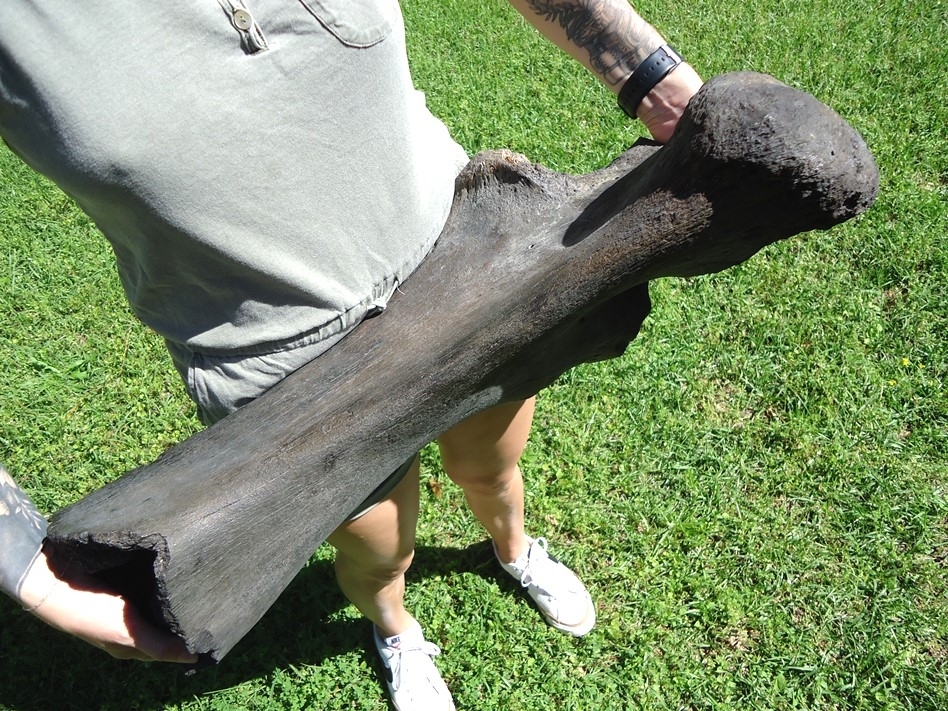 Large image 4 Colossal Mastodon Ulna