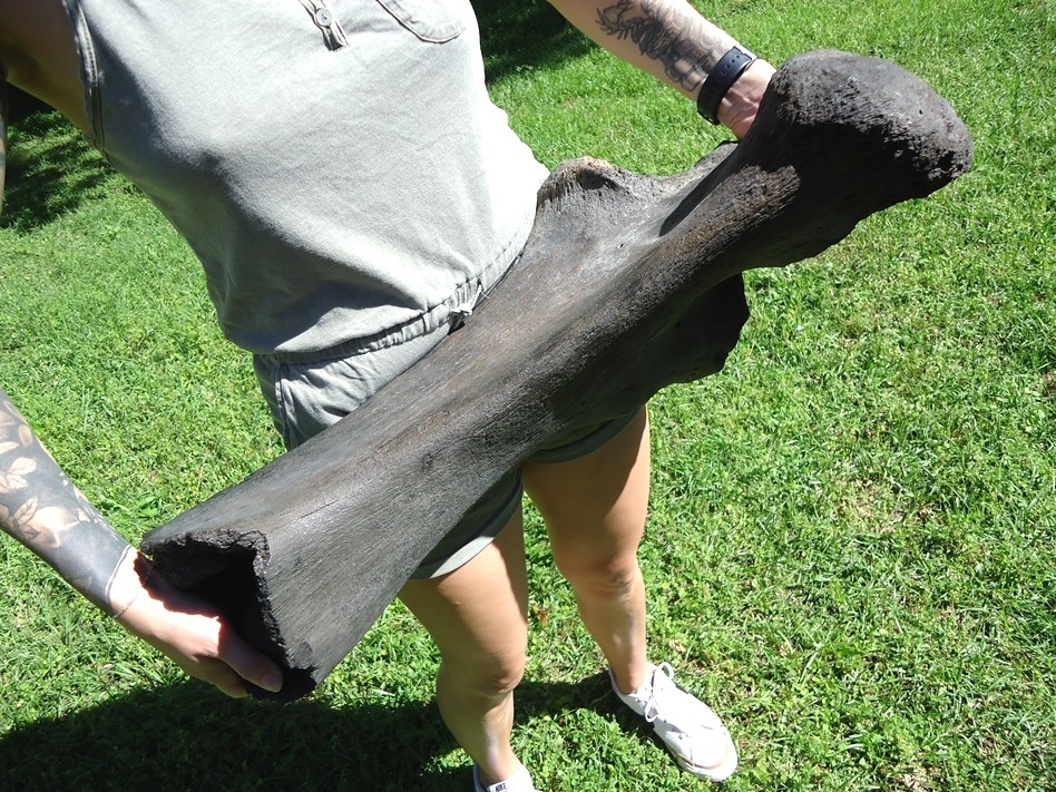 Large image 5 Colossal Mastodon Ulna