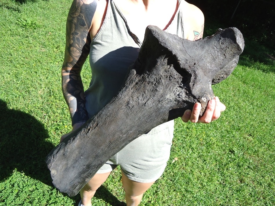 Large image 6 Colossal Mastodon Ulna