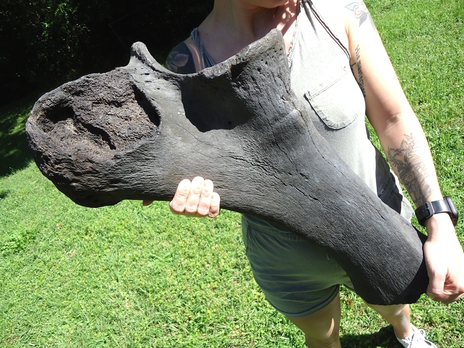 Large image 7 Colossal Mastodon Ulna