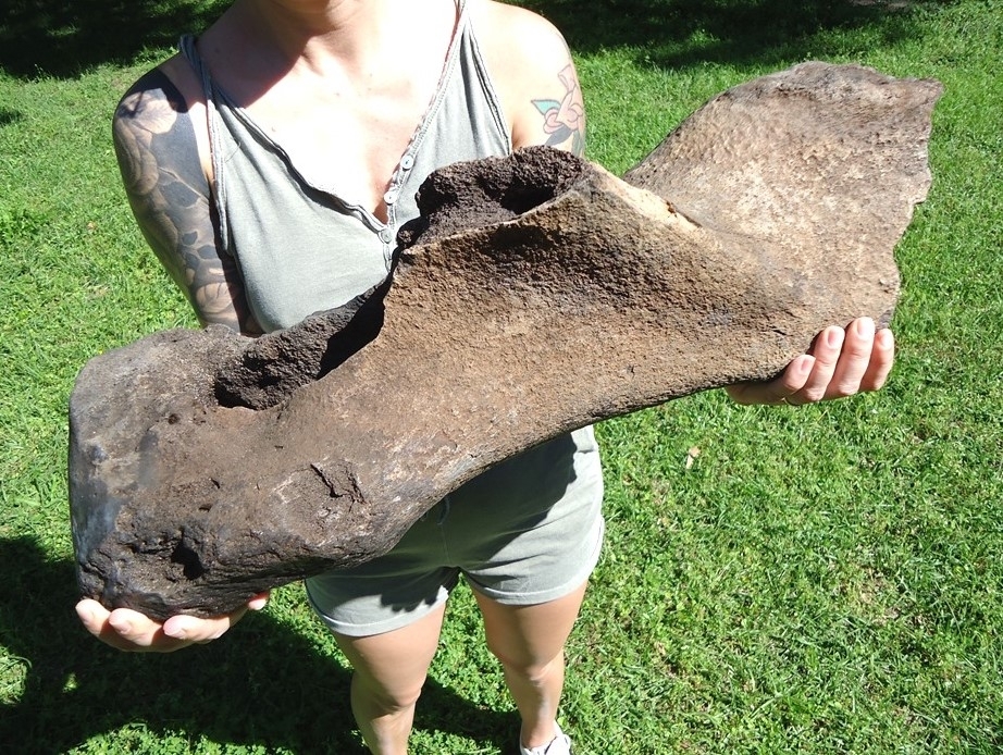 Large image 4 Huge Mastodon Humerus
