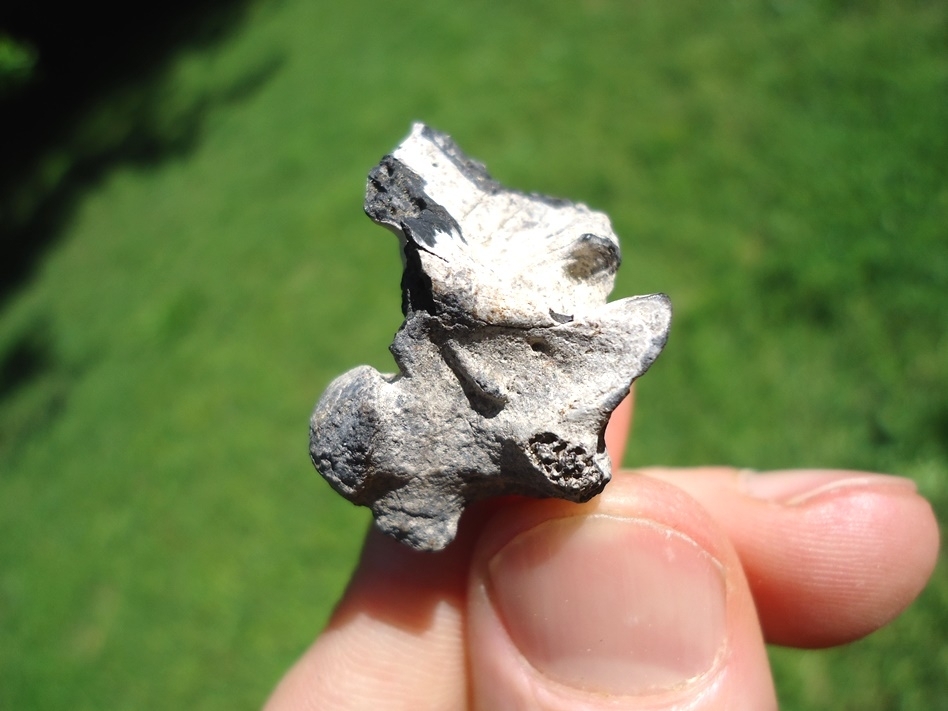 Large image 1 Beyond Rare Eocene Sea Snake Vertebra