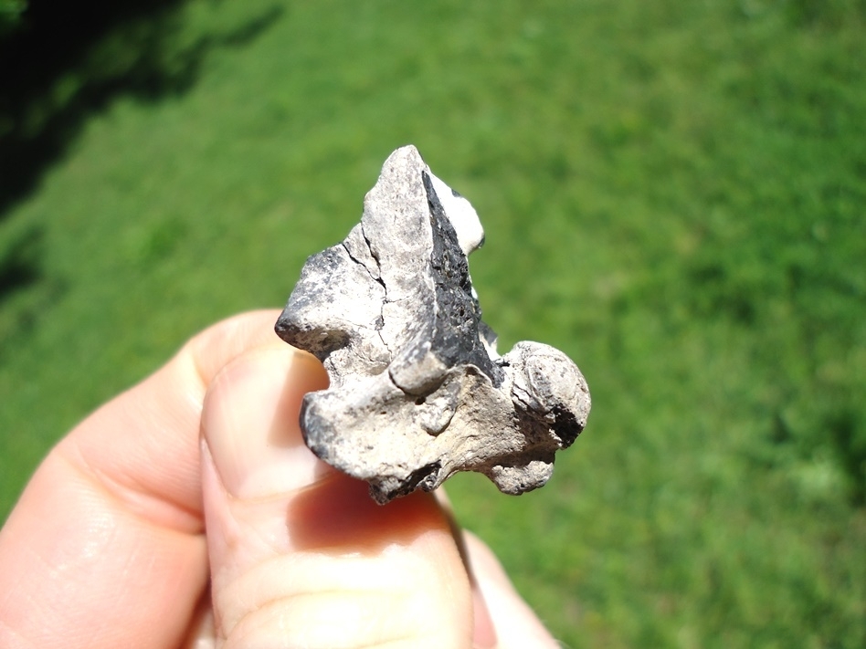 Large image 3 Beyond Rare Eocene Sea Snake Vertebra