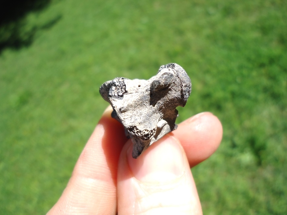 Large image 4 Beyond Rare Eocene Sea Snake Vertebra