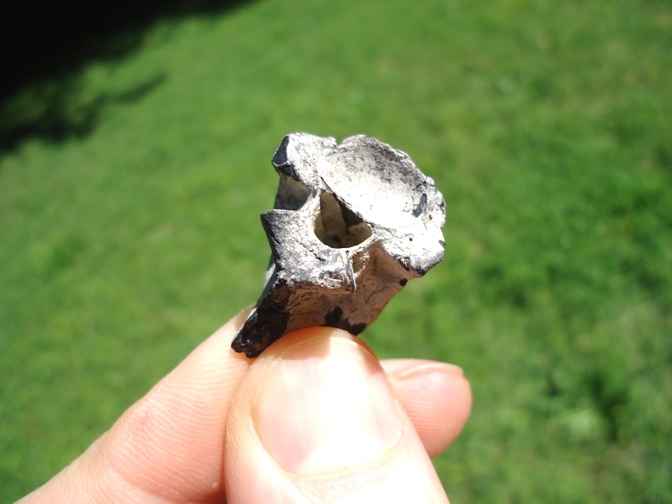 Large image 5 Beyond Rare Eocene Sea Snake Vertebra