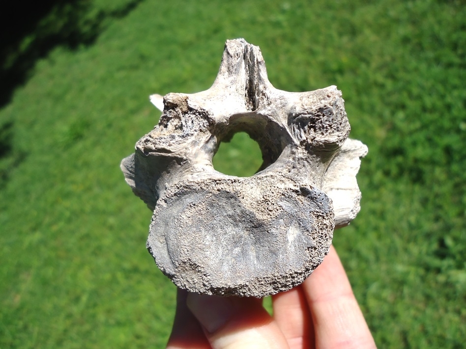 Large image 1 Odd Pathological Alligator Vertebra