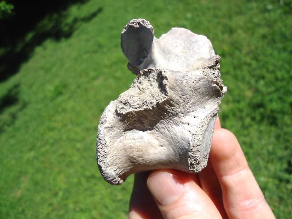 Large image 2 Odd Pathological Alligator Vertebra