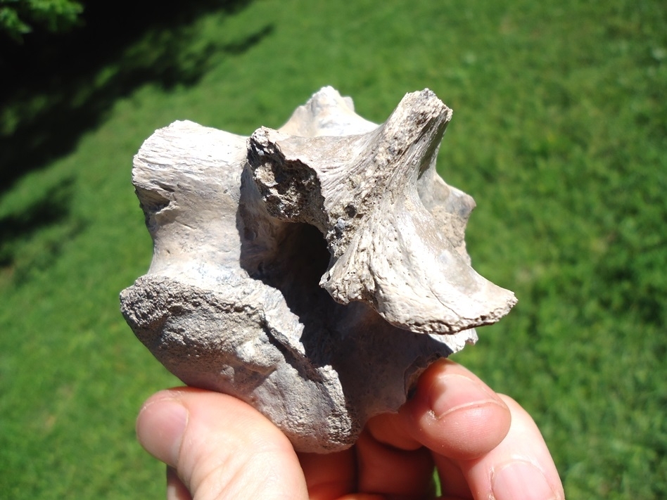 Large image 4 Odd Pathological Alligator Vertebra