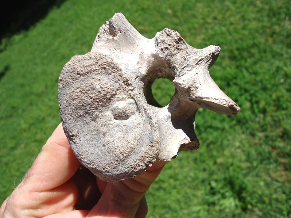 Large image 5 Odd Pathological Alligator Vertebra