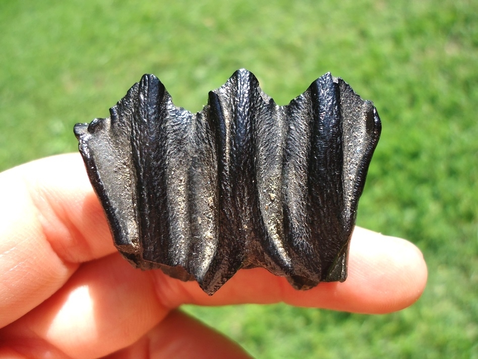 Large image 1 Stunning Glossy Black Bison Deciduous Premolar