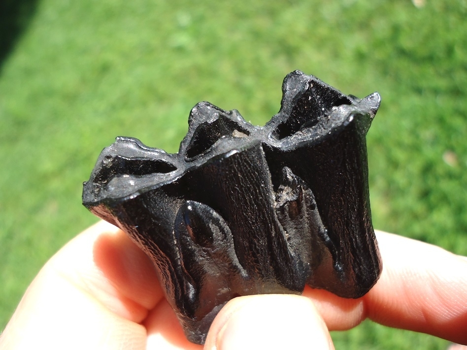 Large image 2 Stunning Glossy Black Bison Deciduous Premolar