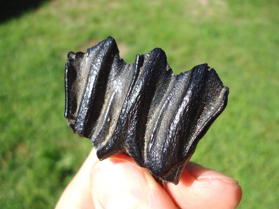 Large image 4 Stunning Glossy Black Bison Deciduous Premolar