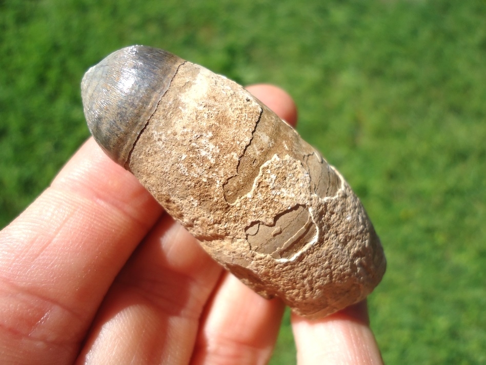 Large image 1 Monster Sized Rooted Alligator Tooth