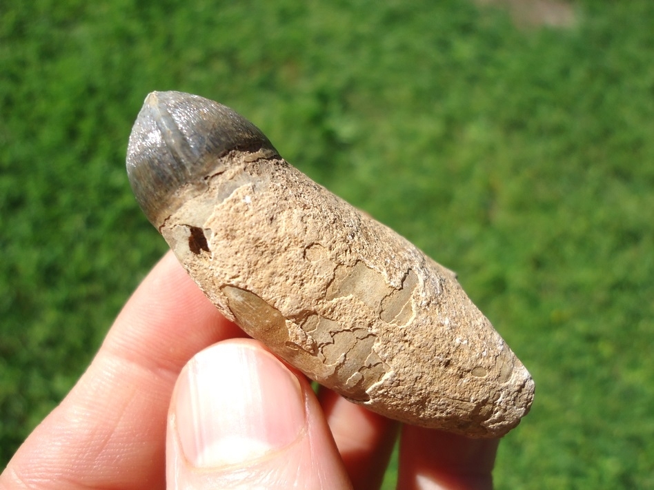 Large image 2 Monster Sized Rooted Alligator Tooth