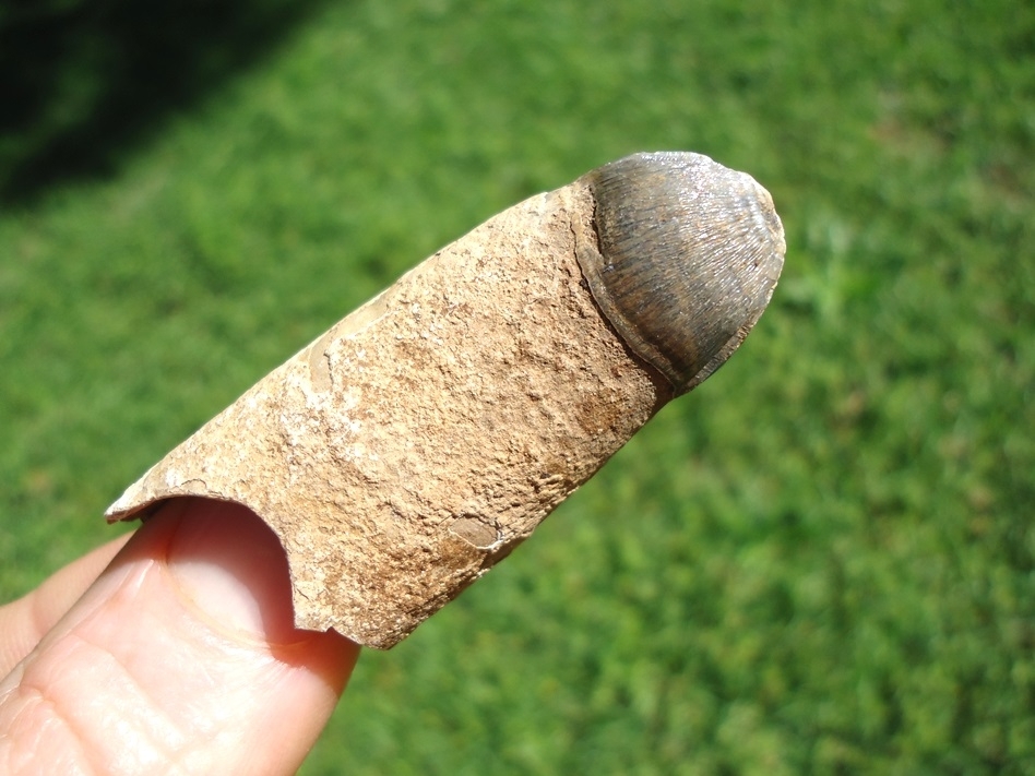 Large image 3 Monster Sized Rooted Alligator Tooth