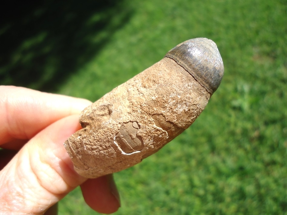 Large image 4 Monster Sized Rooted Alligator Tooth