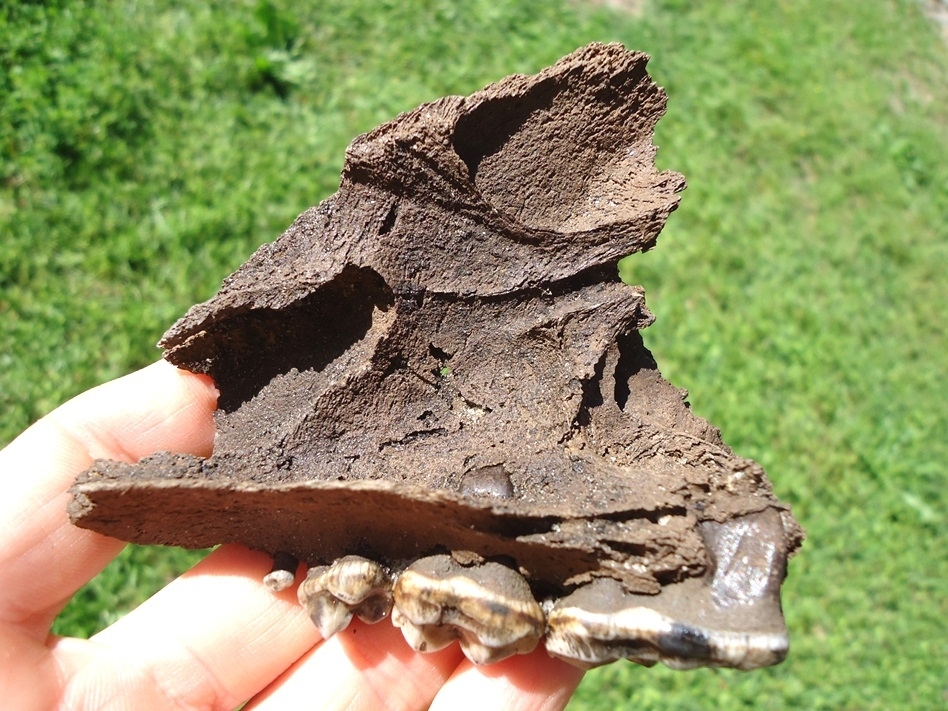 Large image 1 Museum Quality Black Bear Maxilla