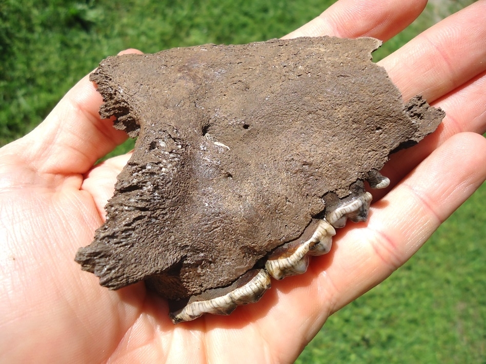 Large image 8 Museum Quality Black Bear Maxilla