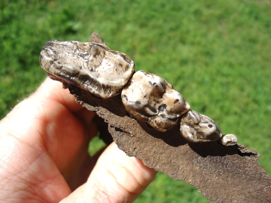 Large image 2 Museum Quality Black Bear Maxilla