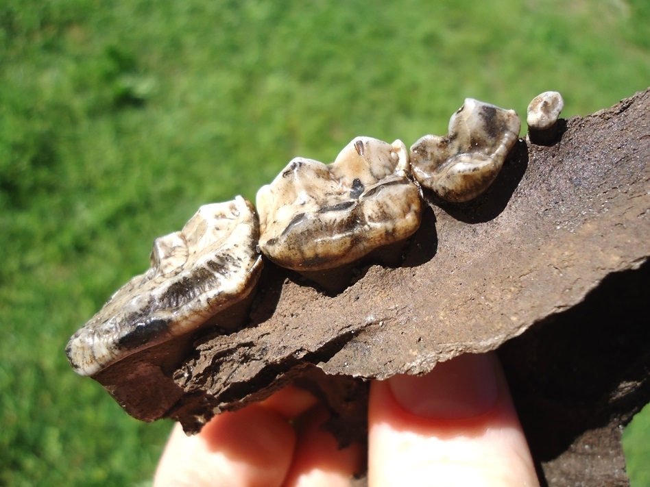 Large image 3 Museum Quality Black Bear Maxilla