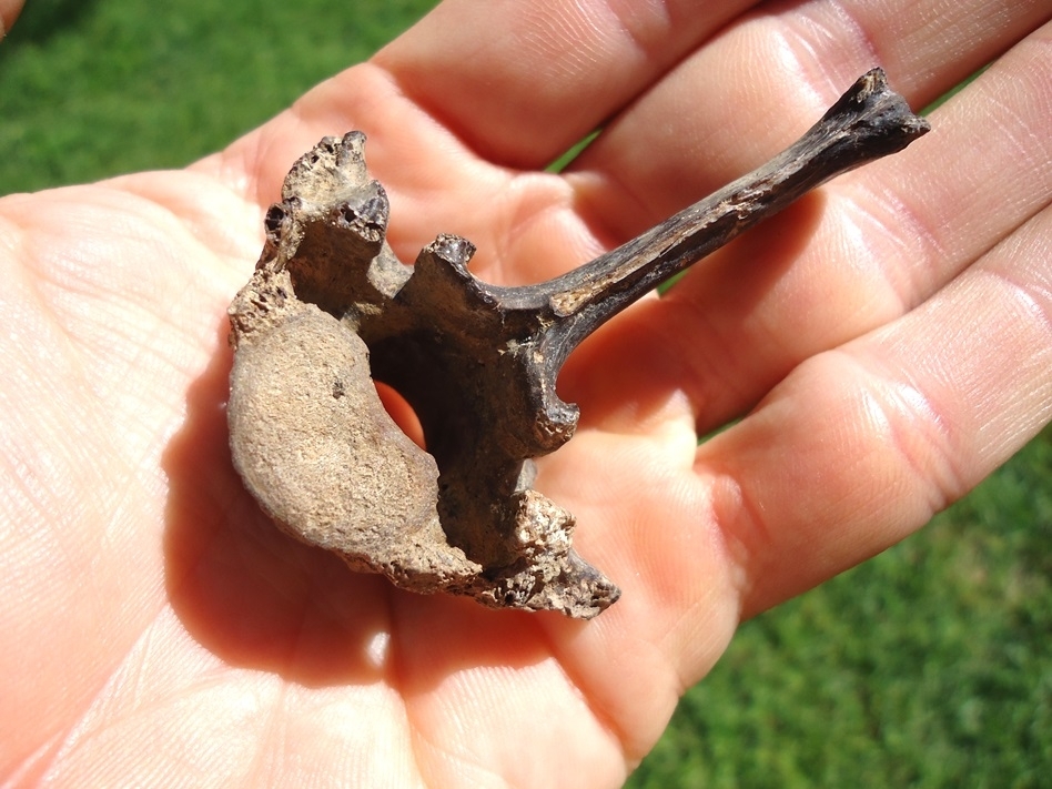 Large image 3 Exceptional Dasypus Armadillo Vertebra