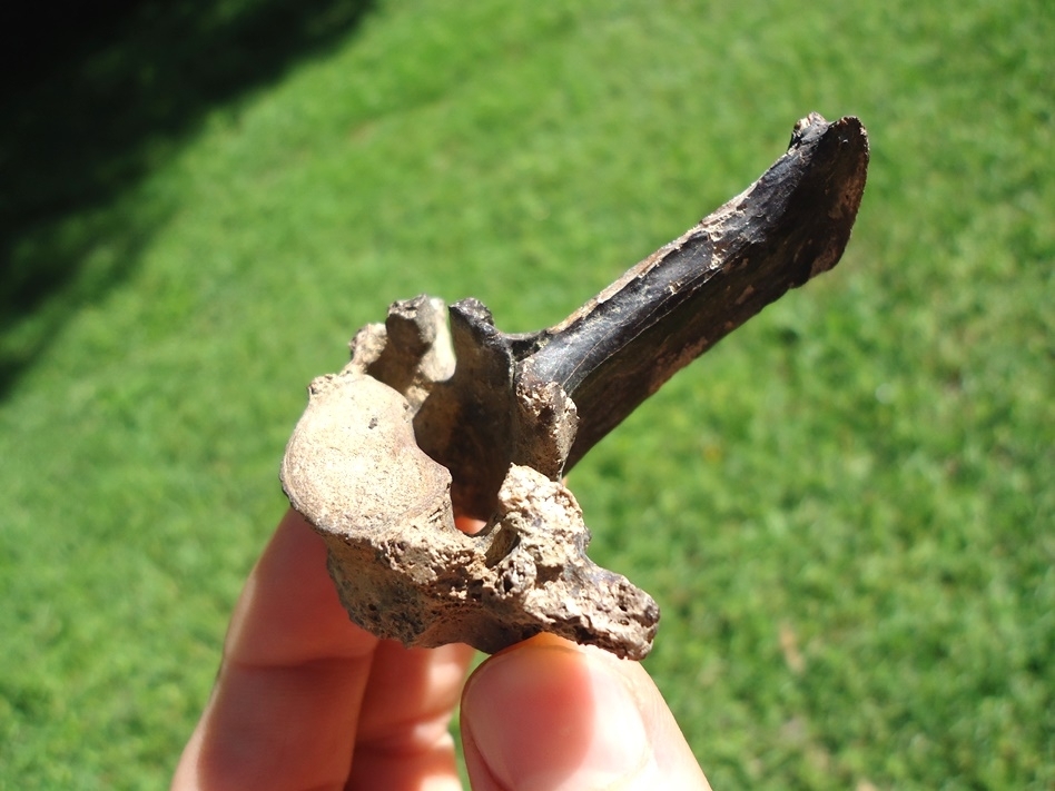 Large image 4 Exceptional Dasypus Armadillo Vertebra