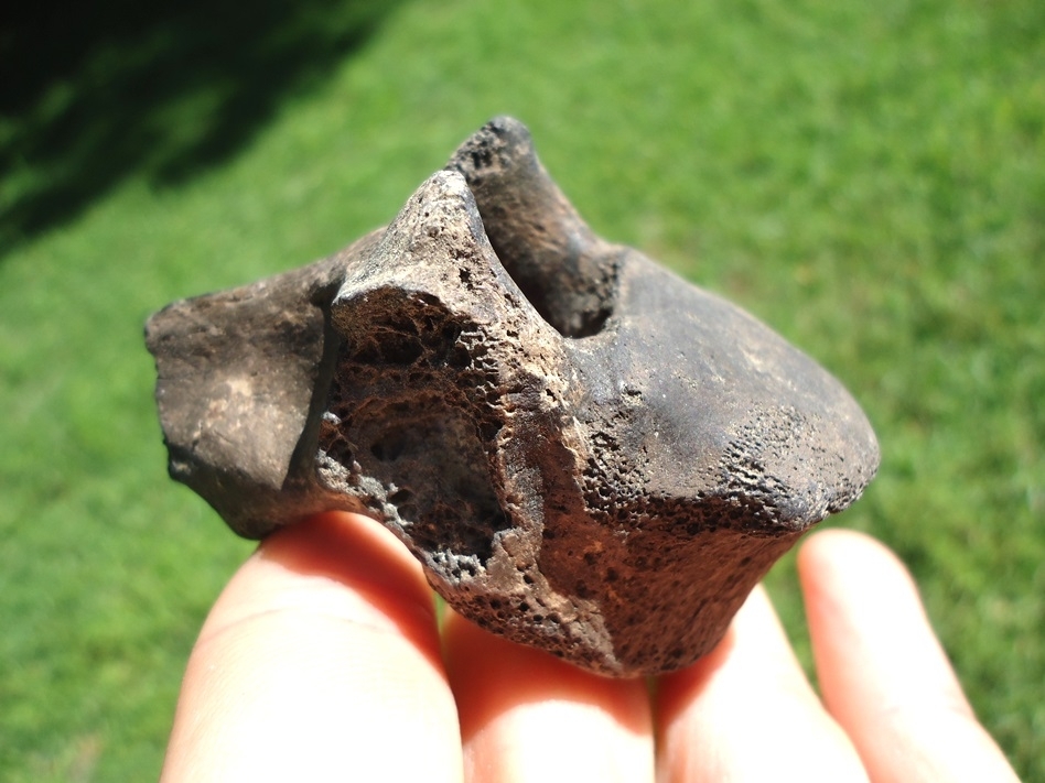 Large image 1 Bargain Sloth Thoracic Vertebra