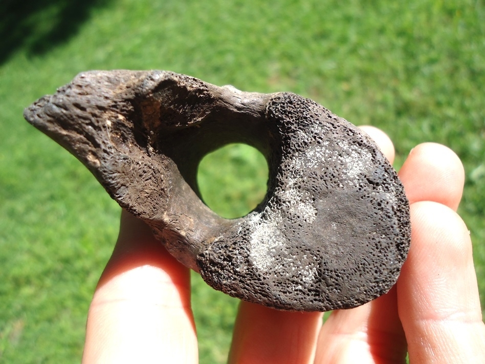 Large image 2 Bargain Sloth Thoracic Vertebra