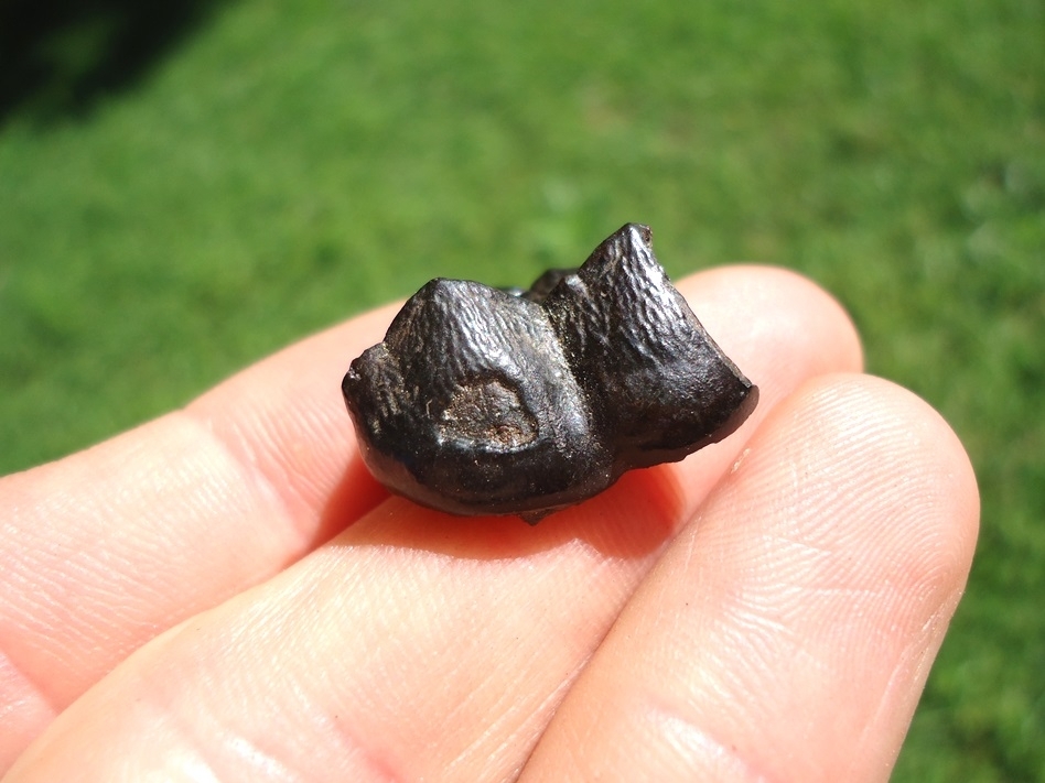 Large image 1 Beyond Rare Giant Short Faced Bear (Arctodus) Tooth
