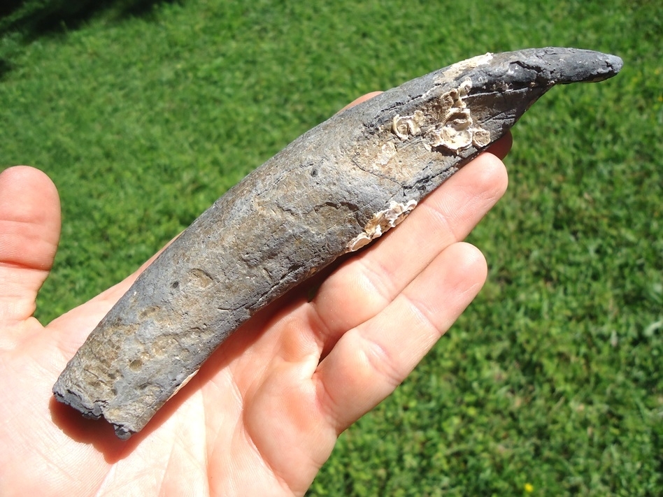 Large image 2 Huge 6 5/8' Sperm Whale Tooth