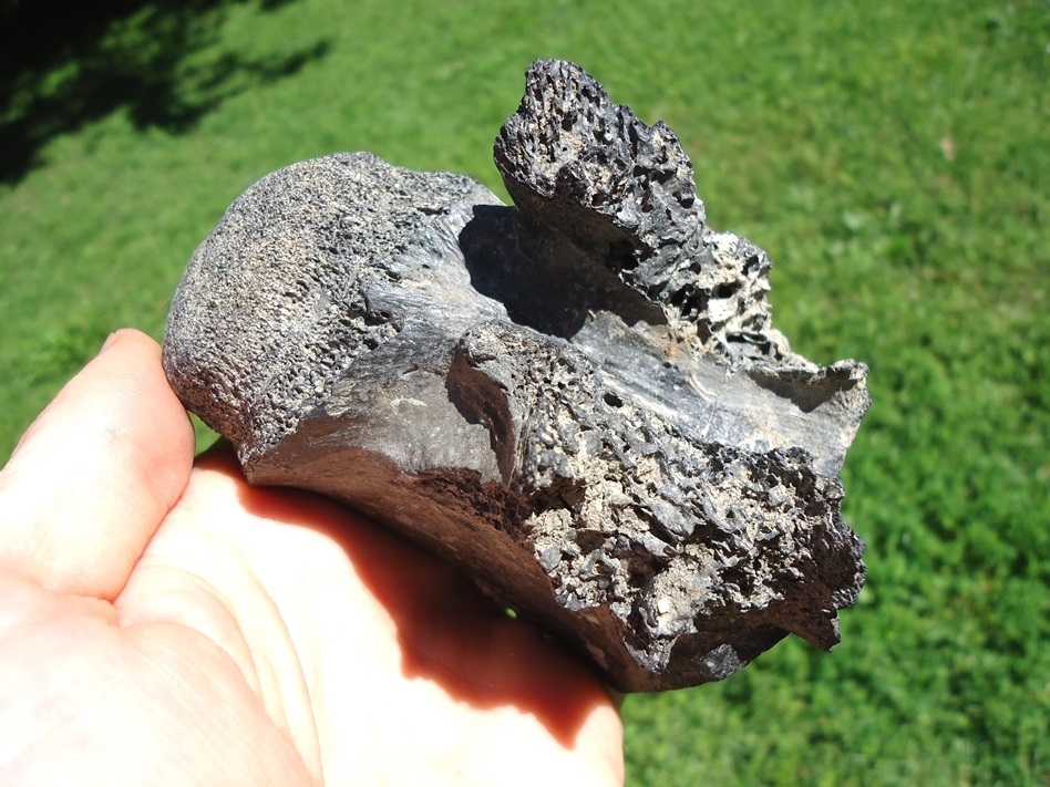 Large image 4 Monster Sized Crocodile Vertebra