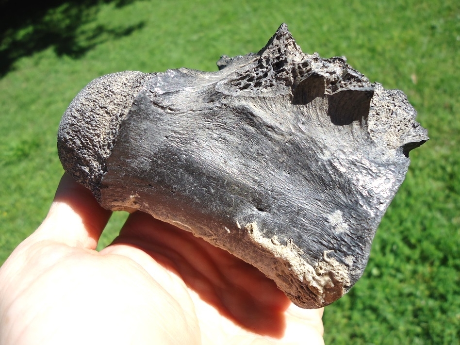 Large image 5 Monster Sized Crocodile Vertebra