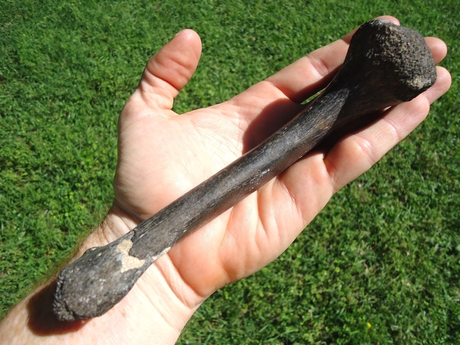 Large image 4 Very Rare Crocodile Tibia