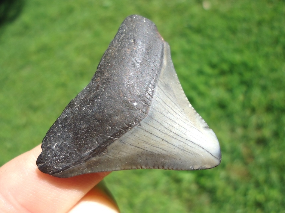 Large image 2 Bargain Price Megalodon Shark Tooth