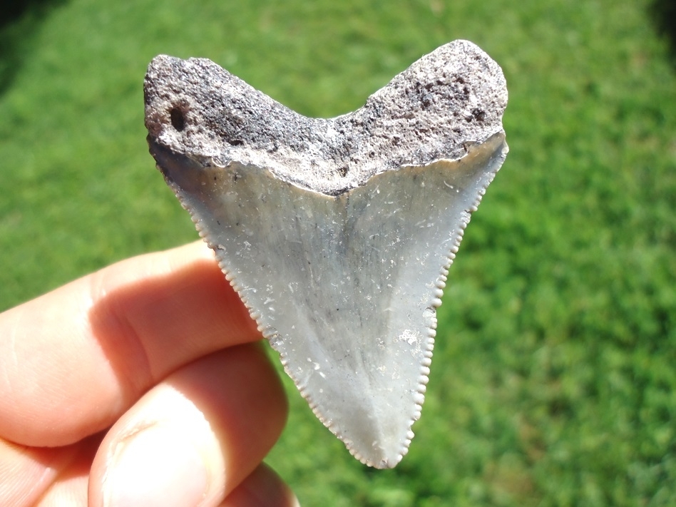 Large image 1 Bargain Price Megalodon Shark Tooth