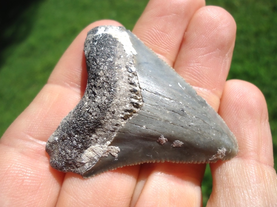 Large image 2 Bargain Price Megalodon Shark Tooth