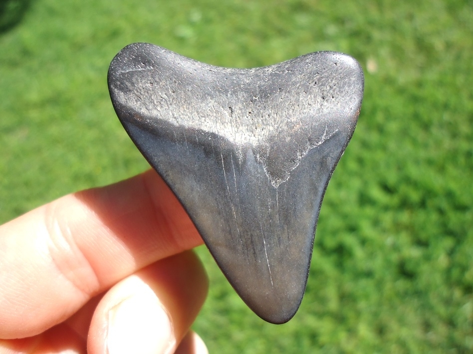 Large image 1 Bargain Price Megalodon Shark Tooth