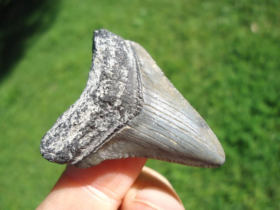 Large image 2 Bargain Price Megalodon Shark Tooth