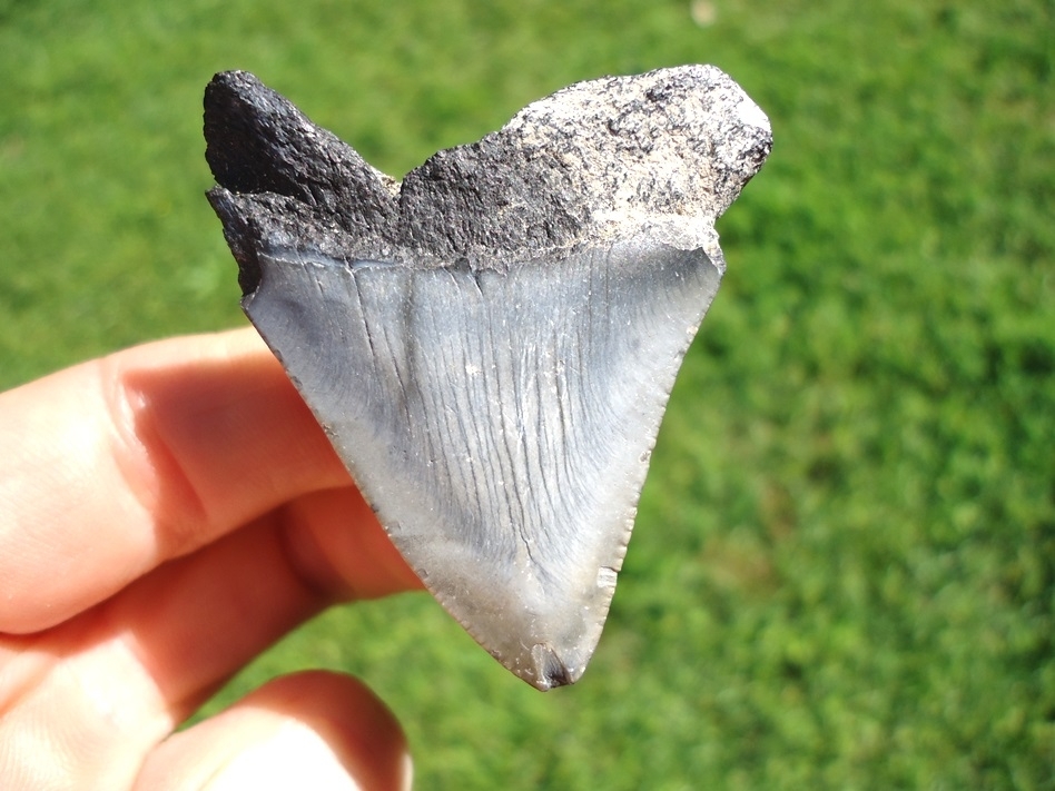 Large image 1 Bargain Price Megalodon Shark Tooth