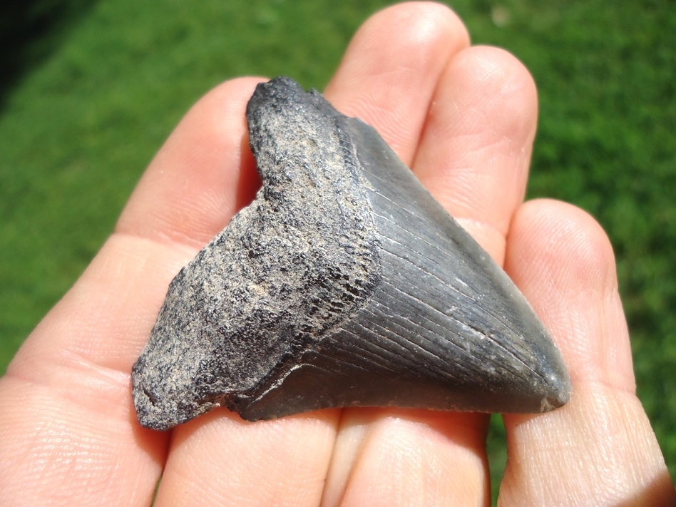 Large image 2 Bargain Price Megalodon Shark Tooth