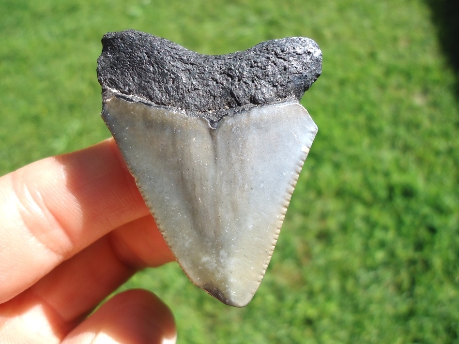 Large image 1 Bargain Price Megalodon Shark Tooth