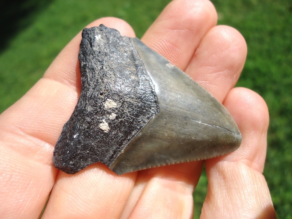 Large image 2 Bargain Price Megalodon Shark Tooth