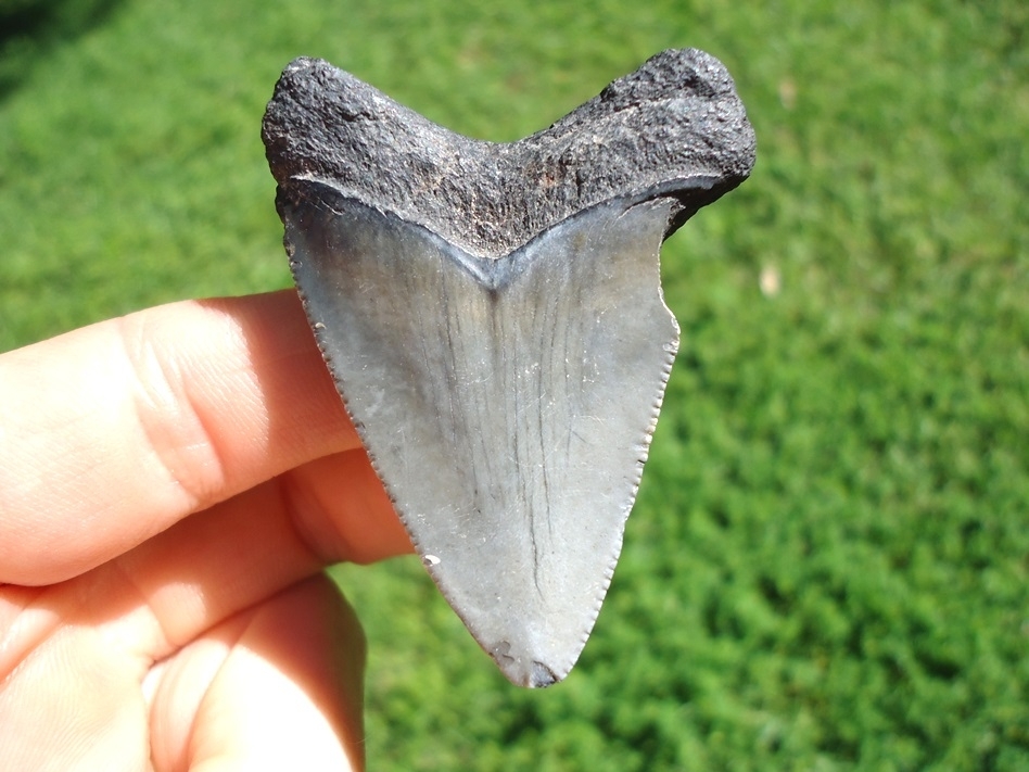 Large image 1 Bargain Price Megalodon Shark Tooth